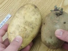 发芽的土豆到底还能不能吃？这么多年一直存在误解,作用真厉害