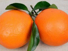 橙子的功效与作用,,每天坚持吃橙子的好处