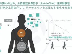 nmn是什么药？吃辅酶NMN的危害 都是知识点