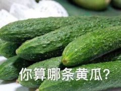 黄瓜为什么叫黄瓜？