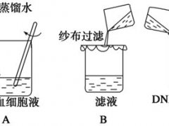 DNA的粗提取与鉴定 实验知识总结