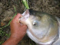 夏季钓鲢鳙鱼技巧,与自制饵料方法分享