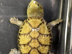 奇龟异谈(廿八)蛋龟之王窄桥蛋龟