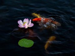 姜群 鱼缸（养鱼）风水知识,家里养几条鱼合适？