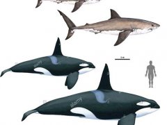 简单说一下大白鲨与虎鲸的关系