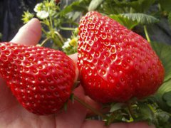 人人爱吃草莓,你知道草莓有哪些品种吗？24种常见草莓品种,中国
