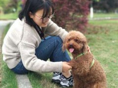 泰迪犬究竟要怎么养？看这里