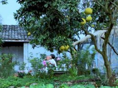 李子柒家的院子全景图暴露了她的生活状态和大火原因