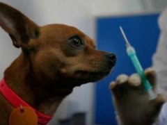 新手养狗如何正确给狗狗打疫苗