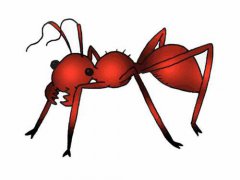 家里有蚂蚁怎么办,蚂蚁的克星是什么？