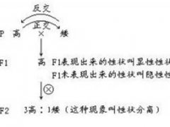 2020高中生物等级考考点总结第八章 遗传与变异