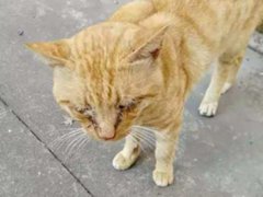 (科普)流浪猫常见病 猫鼻支