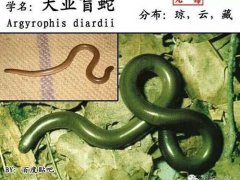 中国蛇类图鉴及名录2017(上)