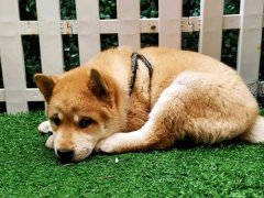 广西土猎犬中华田园犬