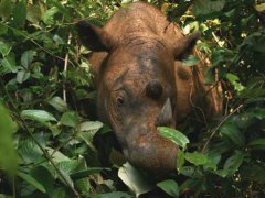 (龙腾网)马来西亚最后一只雄性苏门答腊犀牛寿终正寝
