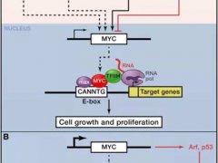 肿瘤研究领域热门基因之MYC