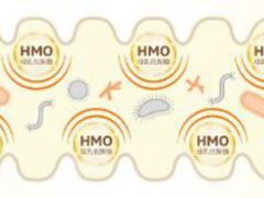 解析奶粉中的HMO是什么