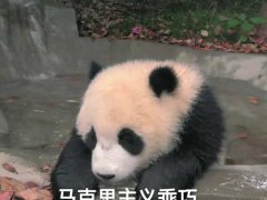 安利一波熊猫团子的表情包(๑•.•๑)