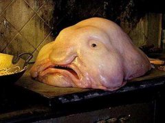 世界上最丑的鱼--------水滴鱼