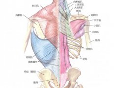 背部肌肉详解图背部肌肉解剖层次图