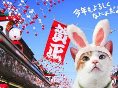 日本的猫文化 日本人为何痴迷爱猫,带你走进神秘的日本猫世界