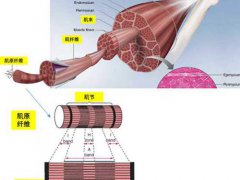 肌肉的结构以及向心收缩 离心收缩 等长收缩
