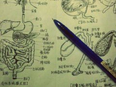 解剖学100个重点知识归纳