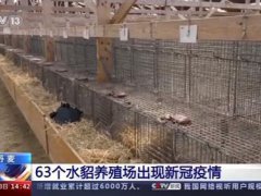 丹麦将扑杀至少250万只水貂 丹麦63个水貂养殖场出现新冠疫情