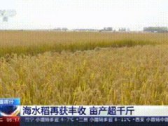 袁隆平团队沙漠海水稻亩产超千万 袁隆平团队塔克拉玛干沙漠里种出水稻