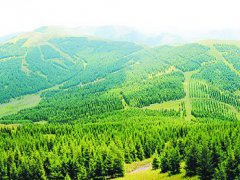 我国已完成全年造林任务近8成 我国秋冬造林绿化工作开始部署