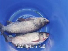 高校备6000份鱼请师生免费吃 高校请师生免费吃鱼