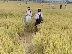大理网红稻田被游客踩出坑 大理三千亩稻田被游客踩踏