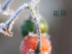 霜降养生吃什么有好处 霜降养生吃什么窍门