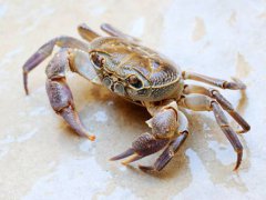螃蟹怎么保存才新鲜 螃蟹可以放冰箱冷冻保存吗