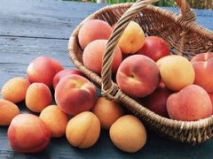 桃子有什么营养价值和功效 桃子的功效与作用