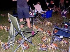 家庭烧烤时爬来50多只大螃蟹 螃蟹怎么做好吃