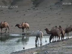 甘肃发现首例白化野骆驼 野骆驼与家骆驼的区别