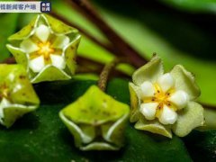 云南龙陵发现新物种高黎贡球兰 中国球兰属植物发现新品种