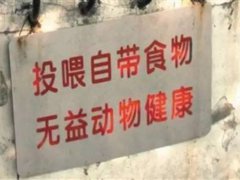 动物园喂狼吃草游客被列入黑名单 为什么动物园不能给动物投食