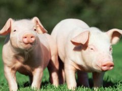 养猪的行情会怎样 养猪还能挣钱吗 养猪的会多起来吗