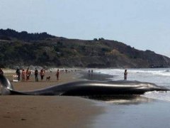 澳大利亚海滩数百头鲸鱼搁浅 数百头鲸鱼集体搁浅