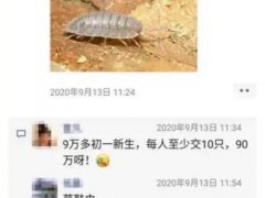 昆明9万学生全城找鼠妇做实验 为什么要用多只鼠妇进行实验