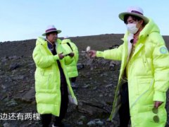 极限挑战嘉宾摘国家二级保护植物 刘宇宁采摘国家二级保护植物