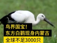 鸟界国宝东方白鹳现身内蒙古 目前全球不足3000只