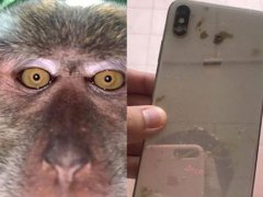 猴子偷手机后疯狂自拍 猴子偷手机后疯狂玩自拍