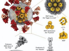 我国揭示首个新冠病毒全病毒精细结构 新冠病毒长什么样子图片