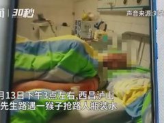 男子见义勇为被猴群报复 猴子报复心强吗