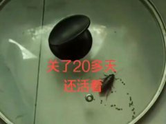 蟑螂被盖在锅盖下20天 蟑螂的生命力到底有多强