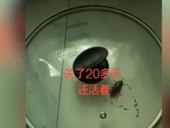 蟑螂被盖在锅盖下20天 蟑螂爬过的被子能盖吗