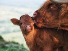 的牛宝宝命好吗 的牛宝宝命里缺什么 的牛宝宝几月出生最好阴历